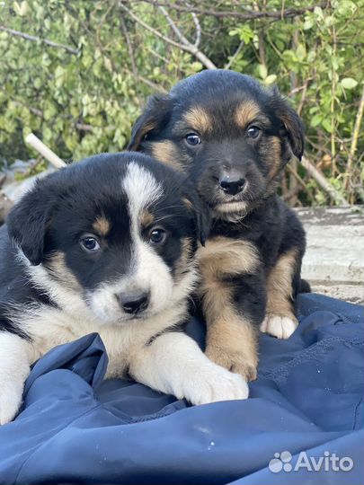 Щенки в добрые руки