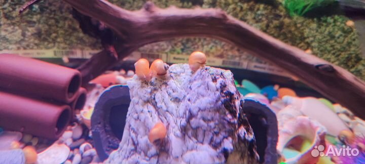 Улитки ампулярии