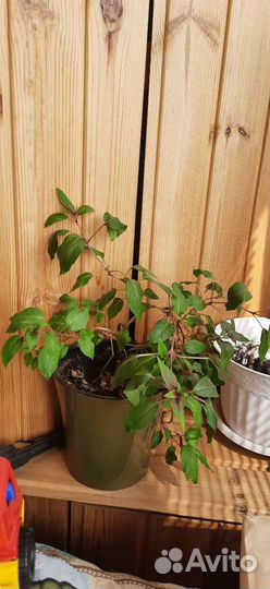 Комнатные растения