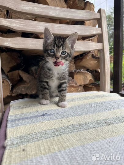 Котята -котики в добрые руки