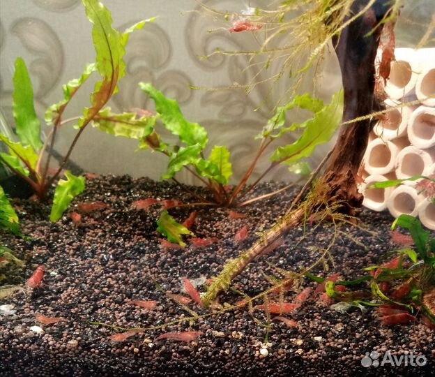 Креветки Вишня