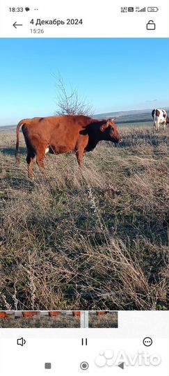 Корова дойная
