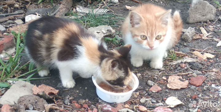Котята в добрые руки 1.5-2мес