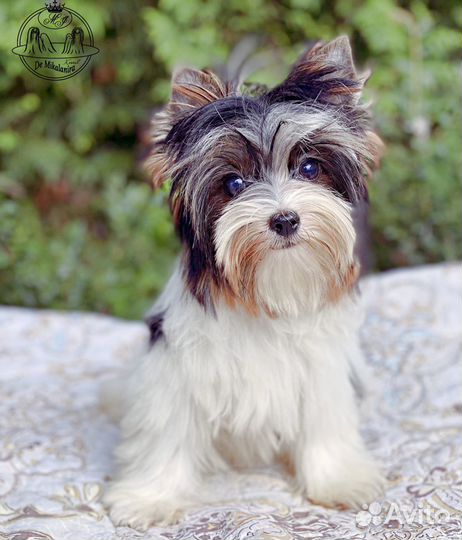 Девочка мини