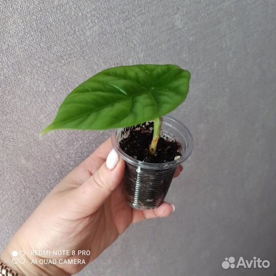 Алоказия синуата