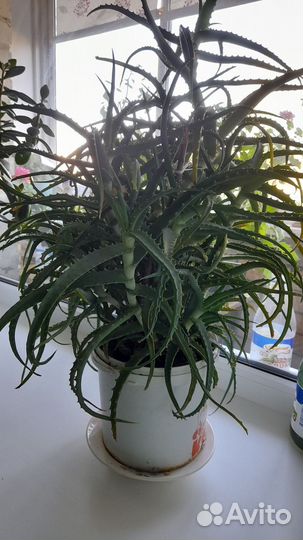 Алоэ лечебный