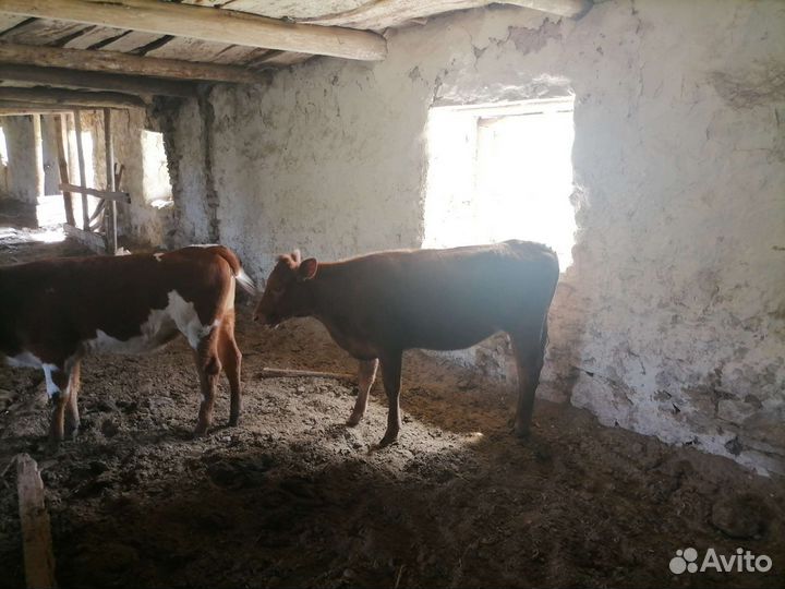 Продажа крс