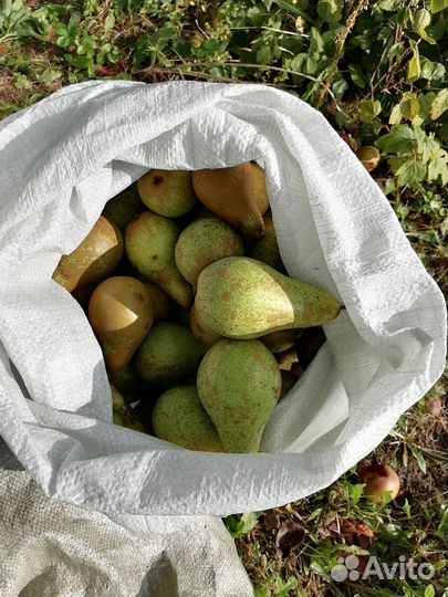 Груша Конференц