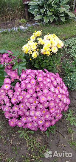 Хризантема мультифлора