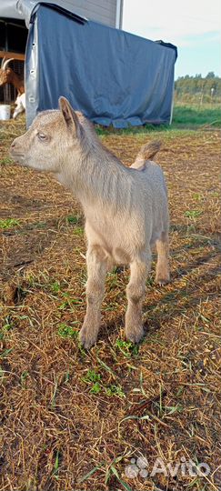 Камерунский козлик