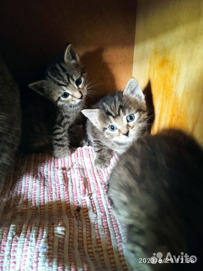 Котята в добрые руки