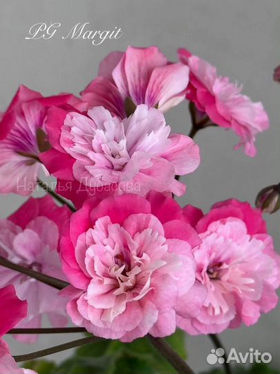 Пеларгония герань