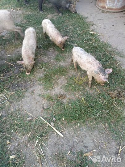 Поросята белые