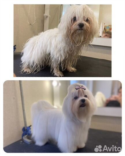 Стрижка собак и кошек