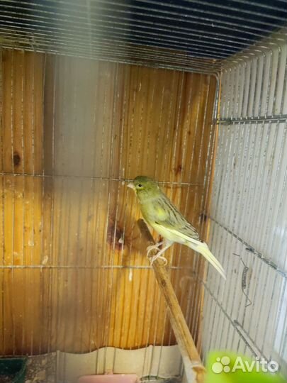 Кенора и канарейки