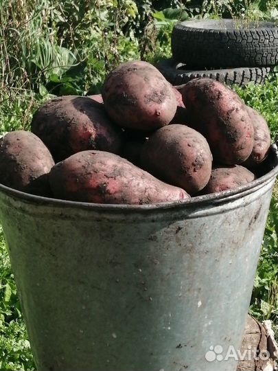 Продам картошку