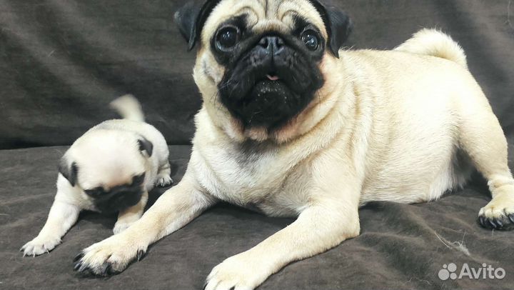 Мопс девочка