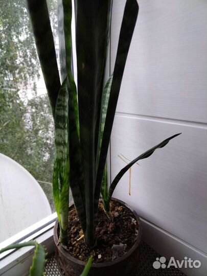 Сансильвиерия (тещин язык)