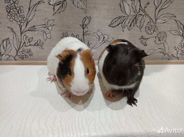 Морские свинки