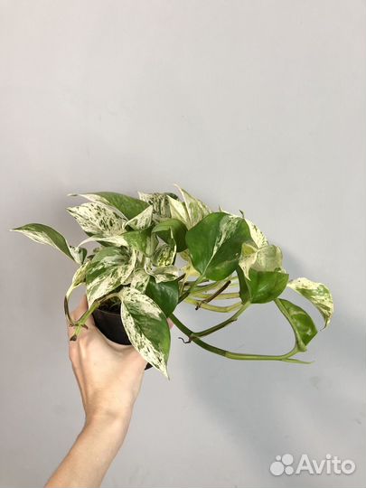 Эпипремнум Марбл Квин