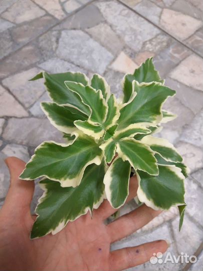 Комнатные растения