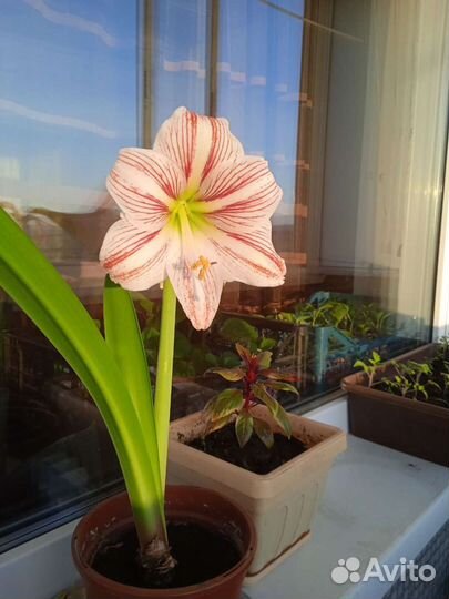 Гиппиаструм