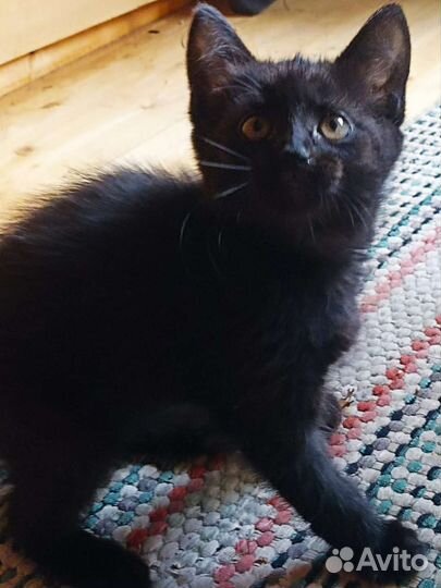 Кошка в дар бесплатно