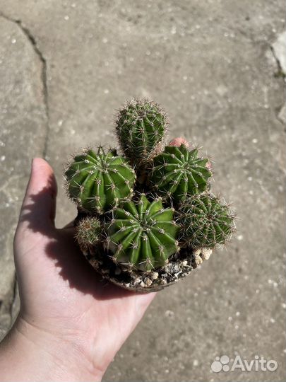 Кактусы
