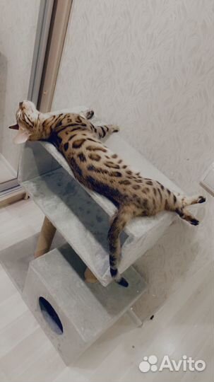 Бенгальская