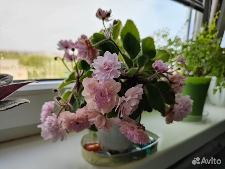 Фиалки сортовые