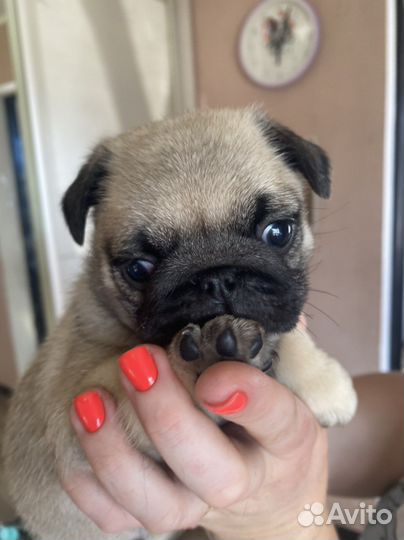 Щенки мопса