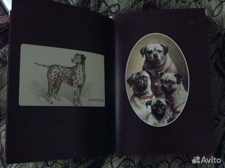 Собаки. старинный альбом