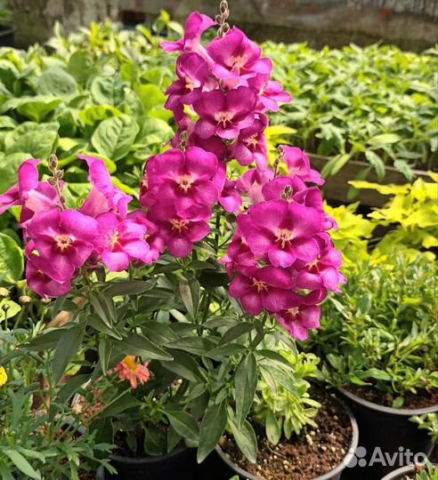 Ампельная петуния