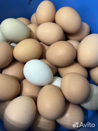 Яйца куриные домашние