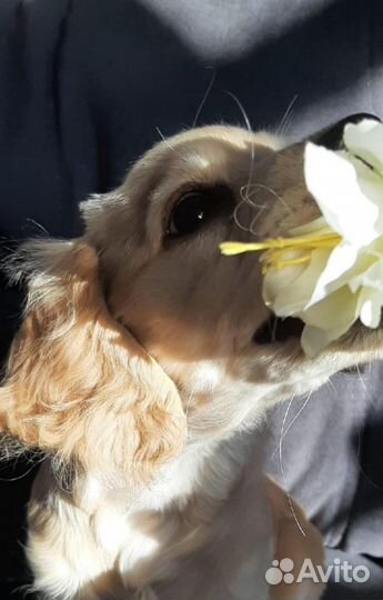 Кокер спаниель