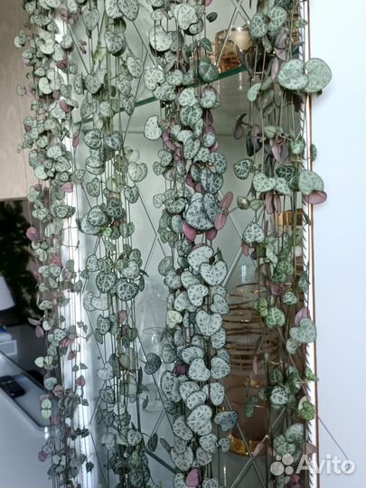 Церопегия Вуда#комнатные растения#цветы