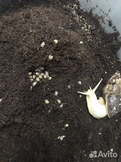 Улитки ахатины