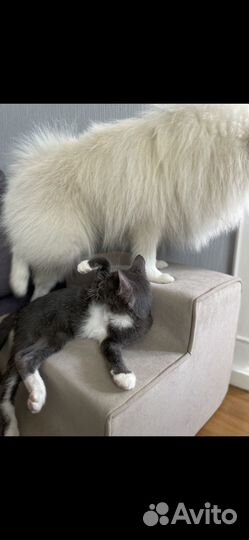 Котенок в добрые руки