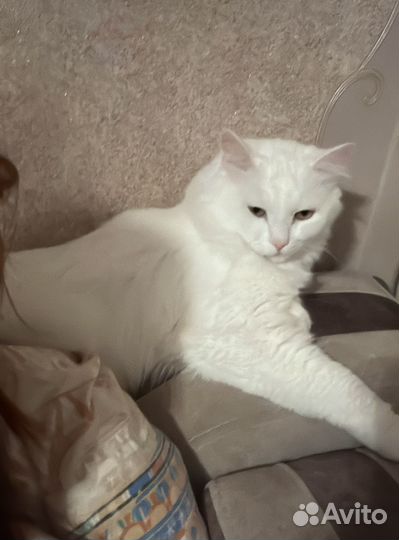 Кот турецкая ангора