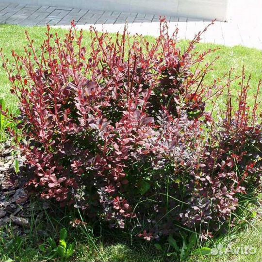 Барбарис Суперба