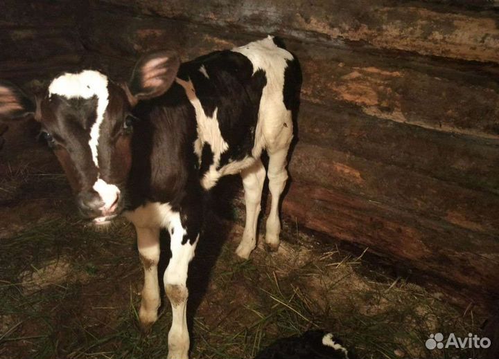 Бычки и тёлки на откорм