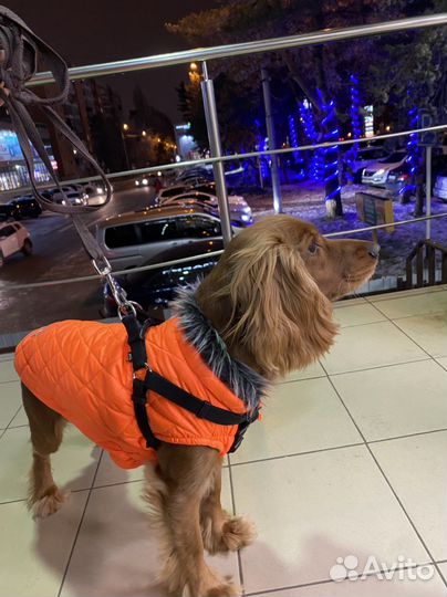 Спаниель вязка