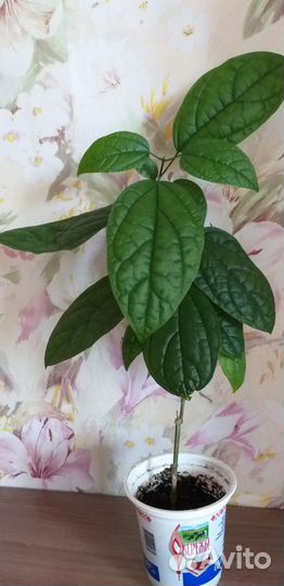 Кленодендрум Томсон и Бегония