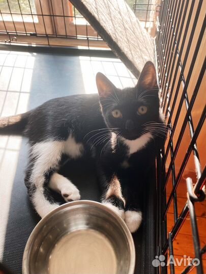 Ласковый котёнок заждался в клетке 4 м