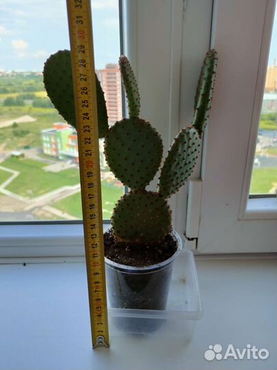 Кактус опунция