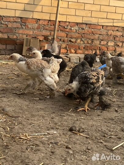 Продаются Цыплята и Курочки
