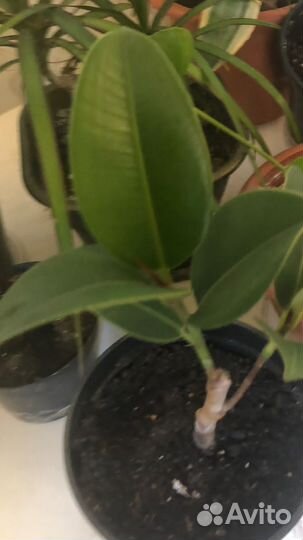 Каланхоэ Фикусы Монстера Алоэ