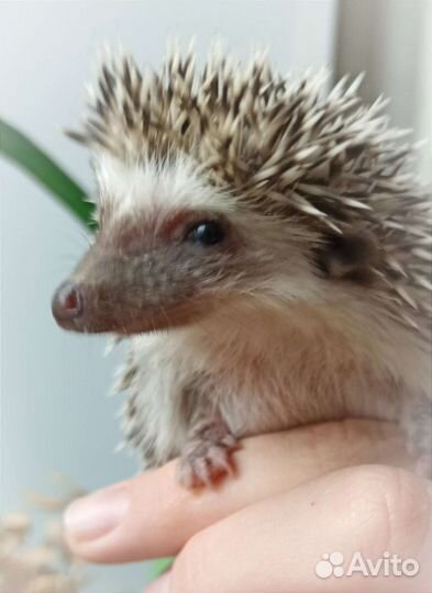 Карликовый африканский ёжик