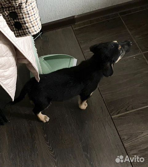 Щенок мальчик