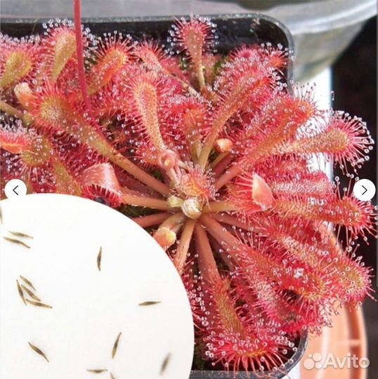 Семена Росянок микс тропических видов, 20-25 шт